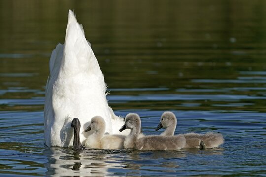 Mute swan (cygnus olor), Old bird feeding chicks, Germany
