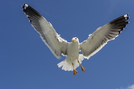 European herring gull (Larus argentatus) in flight against blue sky, sea, coast, North Sea, Netherlands