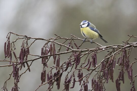 Blue tit (Parus caeruleus) sitting on branch of black alder (Alnus glutinosa), Hesse, Germany