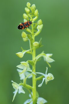 Flowering forest hyacinth (Platanthera bifolia) with fire bug, orchid, Leutra Valley, Germany