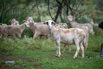 Obraz premium Portrait of sheep looking at camera