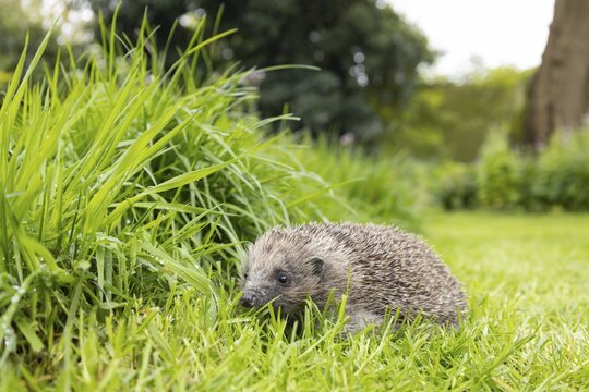 European hedgehog (Erinaceus europaeus) adult animal next to long grass on a garden lawn, England, United Kingdom