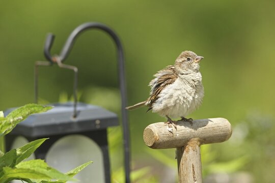 House sparrow (Passer domesticus) female sitting on a spade handle in the garden, Allg&auml;u, Bavaria, Germany