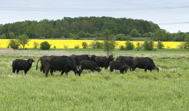 Artiodactyla, Bubalus Arnee, Even-Toed Ungulate, Frie&szlig;nitzer See, Germany, Greiz, Pairhoofes, Thuringia, Water Buffalo, Grazing, Domesticated Animals, Extensive Grazing, Grazing, Pets, Mammals, Vogtland