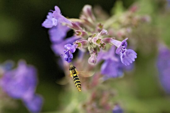 Common long-bellied hoverfly (Sphaerophoria scripta), approaching a catmint (Nepeta x faassenii) flower, Meienberg, Canton of Aargau, Switzerland