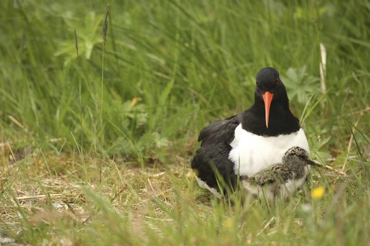 Oystercatcher (Haematopus ostralegus) with a few days old chick, Lofoten, Norway, Scandinavia