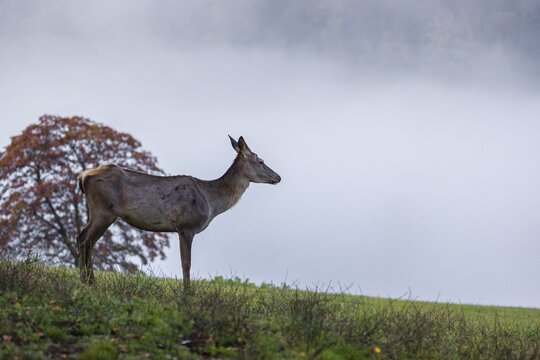 An Altai maral hind, Altai wapiti or Altai elk (Cervus canadensis sibiricus) stands in a meadow in the first light of a foggy day