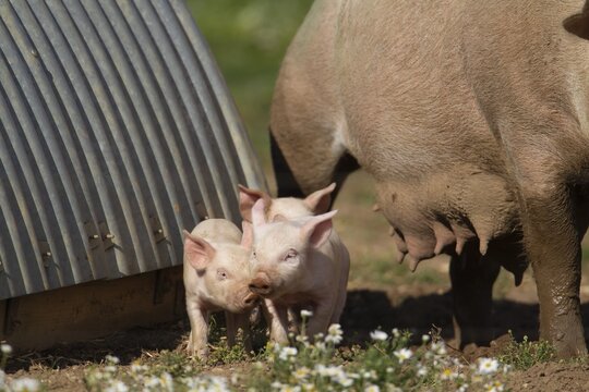 Pig (Sus domesticus) juvenile piglets standing in a farm field, Suffolk, England, United Kingdom