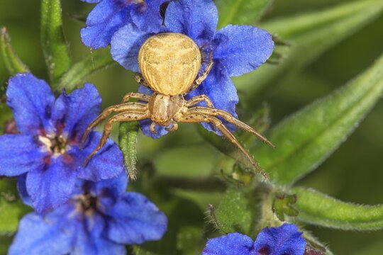 A golden crab spider (Xystus scalloped ribbonfish) positioned on Purple Gromwell ribbonfish flowers, Baden-W&uuml;rttemberg, Germany