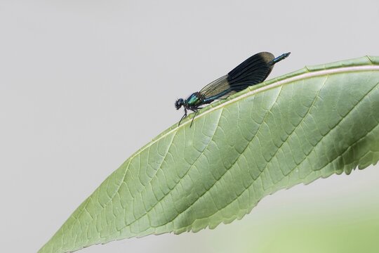 Banded demoiselle (calopteryx splendens), male, sitting on goutweed leaf ground elder (Aegopodium podagraria), Hesse, Germany