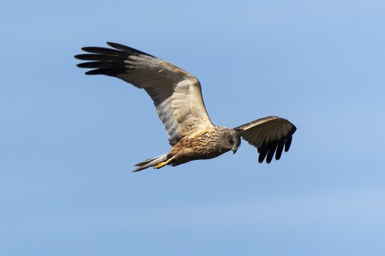 A bird of prey skims the sky, its wings spread wide in flight, western marsh-harrier (Circus aeruginosus), wildlife