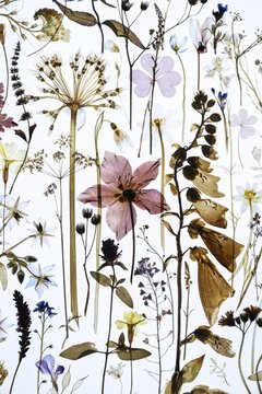 Dried plants with flowers of various colors against a brightly lit background, excerpt from the work Herald of Spring by artist Amy Shelton, Saachi Gallery, London, Great Britain, England, Great Britain