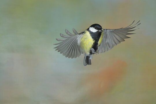 Great tit (Parus major), male in flight, high-speed aerial photograph Wilnsdorf, North Rhine-Westphalia, Germany