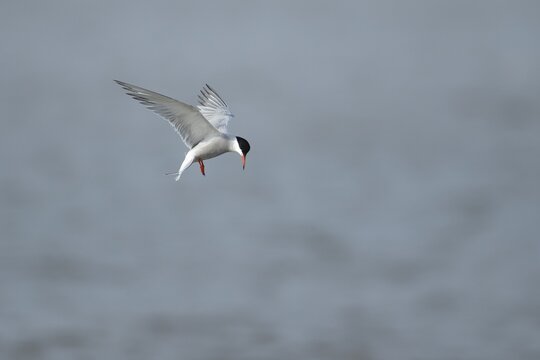 Common tern (Sterna hirundo) adult bird hovering in flight, Suffolk, England, United Kingdom