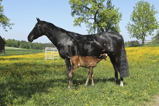 Horse, Rhineland warmblood mare suckles one day old foal on the pasture, Allg&auml;u, Bavaria, Germany