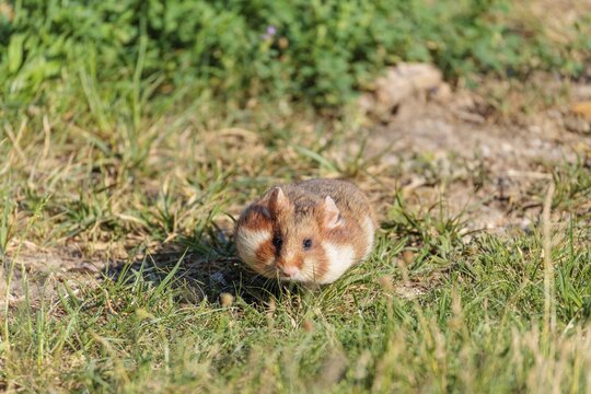 A European hamster (Cricetus cricetus) collects herbs, grass and blossoms in a green meadow. Vienna, Austria