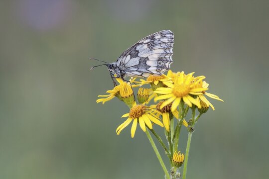 Marbled White (Melanargia galathea) on Ragwort (Senecio jacobaea), North Hesse, Hesse, Germany