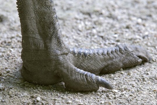 Foot of an Emu (Dromaius novaehollandiae), Salzburg Zoo, Austria, Europe