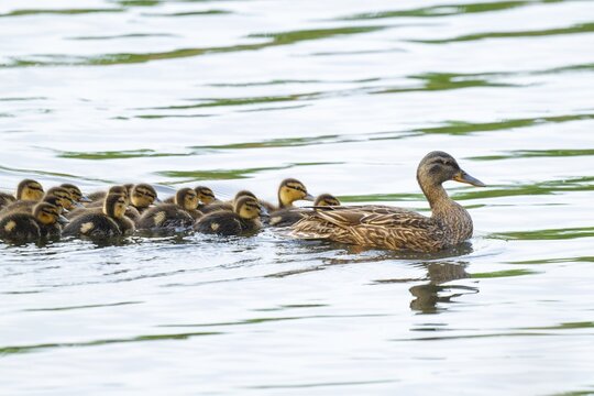 Mallard (Anas platyrhynchos), female, mother duck with chicks, young birds, swimming on a pond, Lower Saxony, Germany