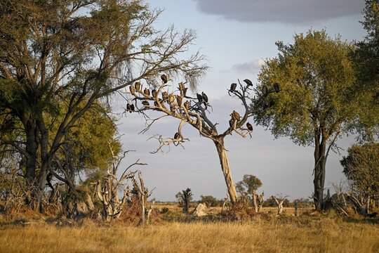 White-backed vulture (Gyps africanus) on a tree near Atzar&oacute; Camp, Okavango Delta, North-West District, Botswana