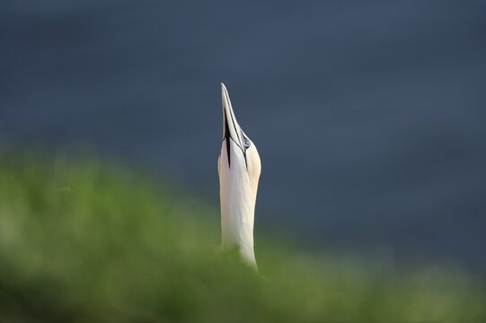 Gannet (Morus bassanus, Sula bassana)
