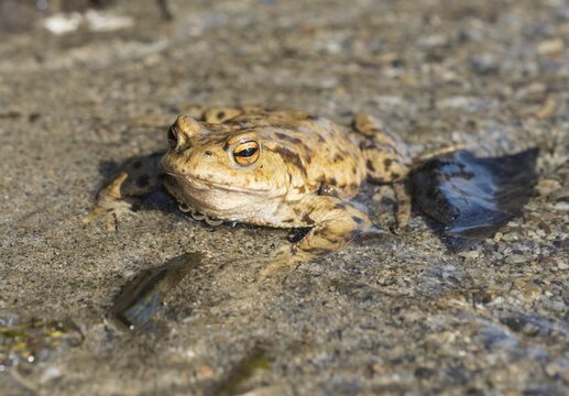 Common toad (Bufo bufo) in water, mating season, Stallauer Weiher, Upper Bavaria, Bavaria, Germany