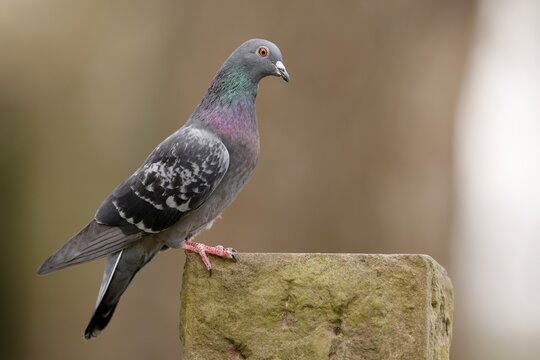 City dove (Columba livia forma domestica) on stone post, Germany