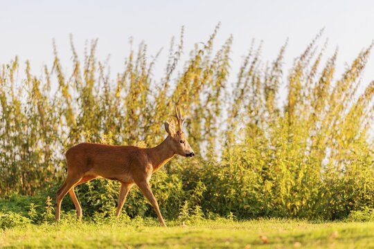 A roe buck (Capreolus capreolus) runs past a nettle bush on a sunny morning. Bavaria, Germany