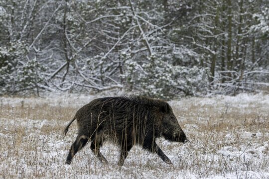 With its hackles erect, the wild boar (Sus scrofa) walks across a snow-covered forest meadow, early winter, winter, snow, cold, mating season, November, Denmark