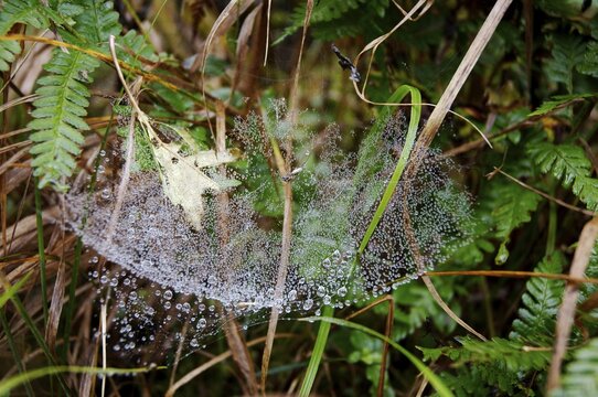Litle spider in spider net with dew drop hanging in grass