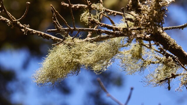 Lichen, Detail, Mount Enos, Kefalonia Island, Ionian Islands, Greece