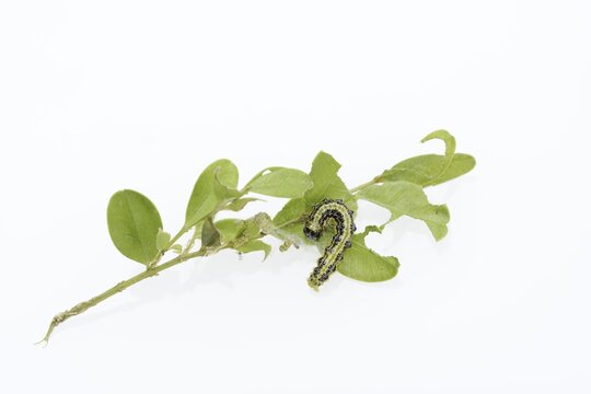 Box tree moth (Cydalima perspectalis), caterpillar on twig of box tree (Buxus sempervirens) on white background, North Rhine-Westphalia, Germany