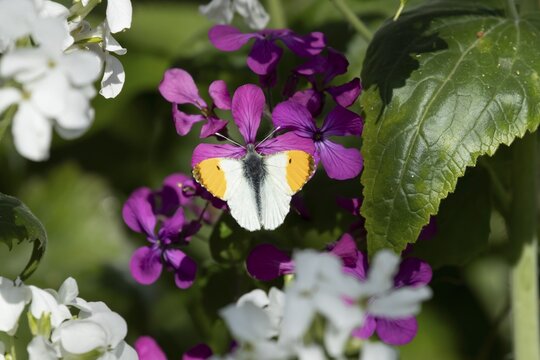 Orange tip butterfly (Anthocharis cardamines) adult insect feeding on a garden purple Honesty flower in spring, England, United Kingdom