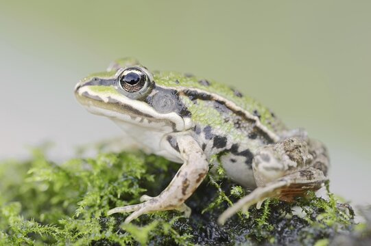 Small water frog (Pelophylax lessonae, Rana lessonae), North Rhine-Westphalia, Germany