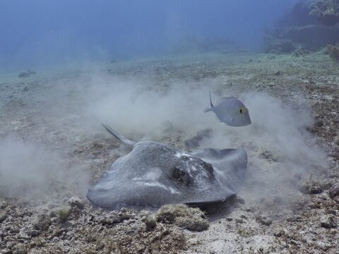 A ray, American stingray (Hypanus americanus), stirs up sediment on the seabed while searching for food, while a fish tries to catch some food as well. Dive site John Pennekamp Coral Reef State Park, Key Largo, Florida Keys, Florida, USA