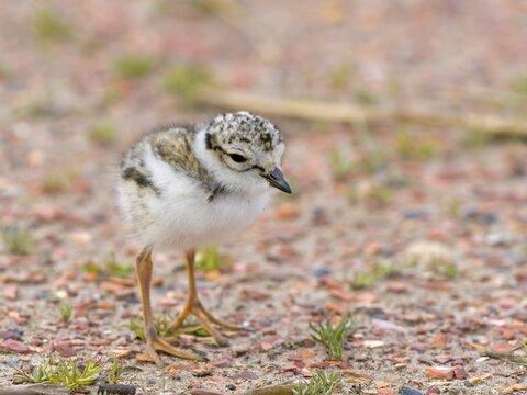 Ringed Plover (Charadrius hiaticula), chick, nest fledgling, Texel Island, Netherlands