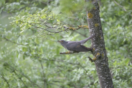 Cuckoo (Cuculus canorus) on young oak (Quercus), Allg&auml;u, Bavaria, Germany
