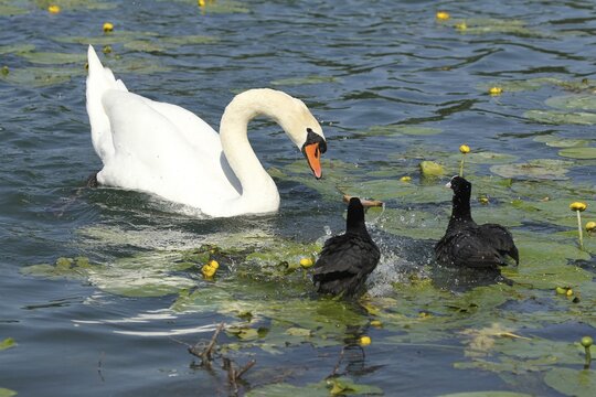 Mute Swan (Cygnus olor) attacks pair of Common Coots (Fulica atra) Allg&auml;u, Bavaria, Germany