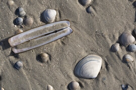 Mussels, Stick shell on sandy beach at low tide, Lower Saxony Wadden Sea, North Sea, East Frisia, Lower Saxony, Germany