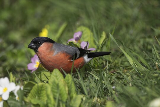 Bullfinch (Pyrrhula pyrrhula) male foraging in the Fr&uuml;hligswiese, Baden-W&uuml;rttemberg, Germany