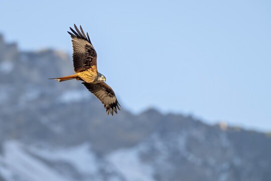 Red kite (Milvus milvus), in flight, M&uuml;nster, Tyrol, Austria