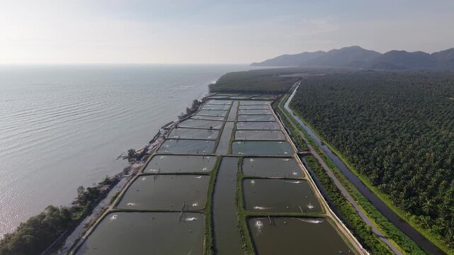 Aerial shot of rectangular fish farming ponds lined up near a coastal forest and mountain at Balik Pulau, Penang