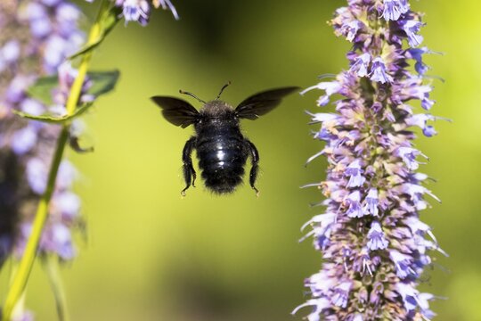 Violet carpenter bee (Xylocopa violacea) flies to flower of sweet pea (Agastache foeniculum), Hesse, Germany