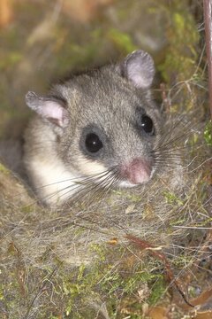 Edible dormouse (Glis glis) in a nesting box as a summer roost, animal portrait, Siegerland, North Rhine-Westphalia, Germany