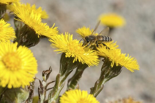 Apidae, apis mellifera, asteraceae, bees, European honey bee, European honeybee, hymenoptera, daisy, tussilago farfara, western honey bee, coltsfoot, flora, honey bee, honey bee, insects, plants, plants, wild bees