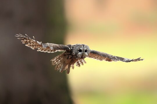Tawny Owl (Strix aluco), adult, flying, in autumn, &Scaron;umava, Czech Republic