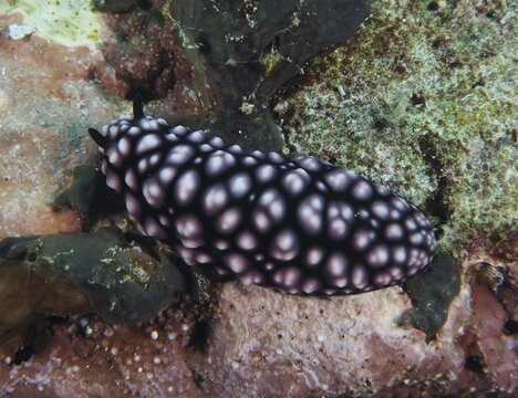 Pink spotted nudibranch, pustular warty snail (Phyllidiella pustulosa), warty snail, on marine vegetation. Dive site Toyapakeh, Nusa Ceningan, Nusa Penida, Bali, Indonesia