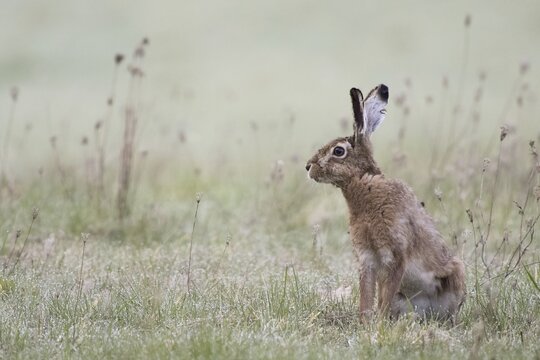 European hare (Lepus europaeus) sitting in a meadow, Hesse, Germany