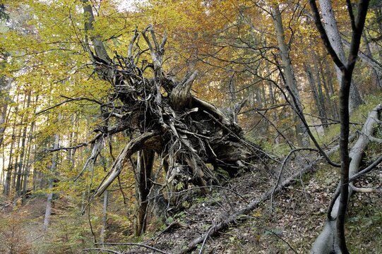 Roots of a fallen tree in a forest