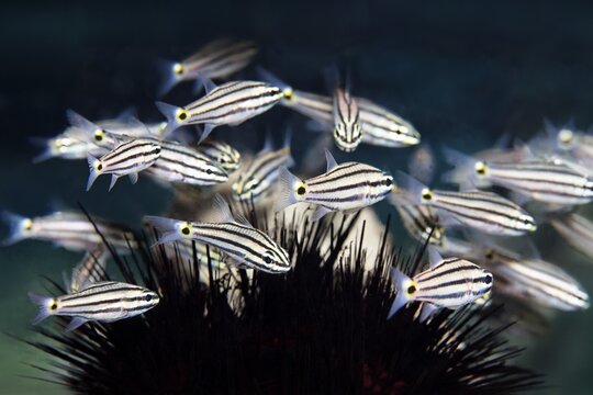Shoal of five-striped cardinalfish (Cheilodipterus quinquelineatus) seeks shelter in the spines of sea urchins, Red Sea, Gota Abu Ramada, Hurghada, Egypt